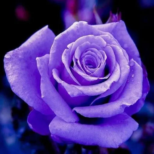 TriteBread9024의 분명 연민이였는데...