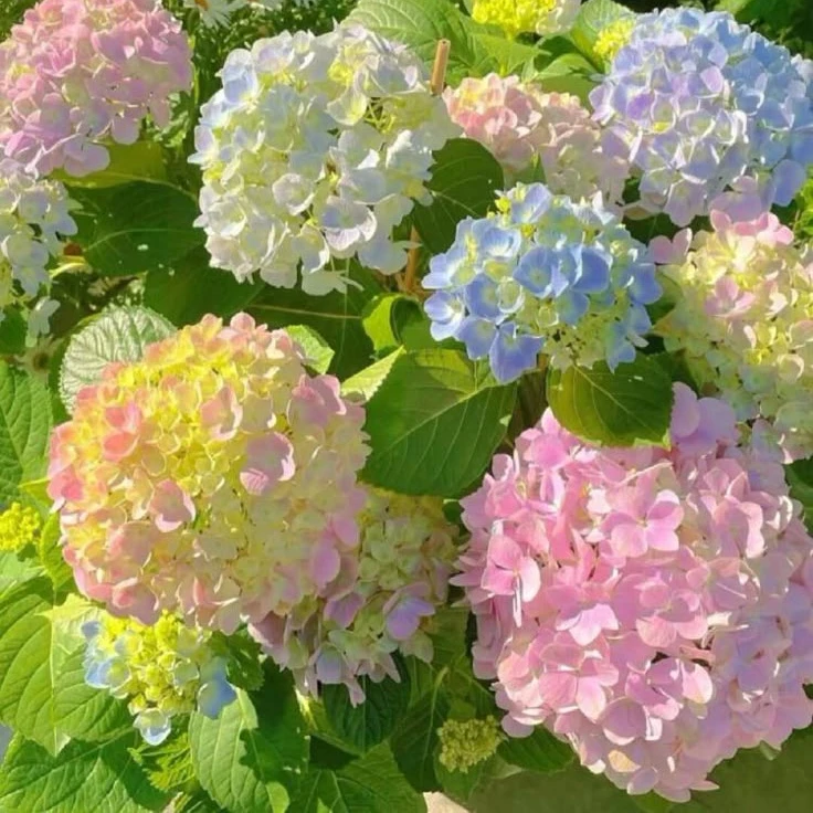 정 혜성