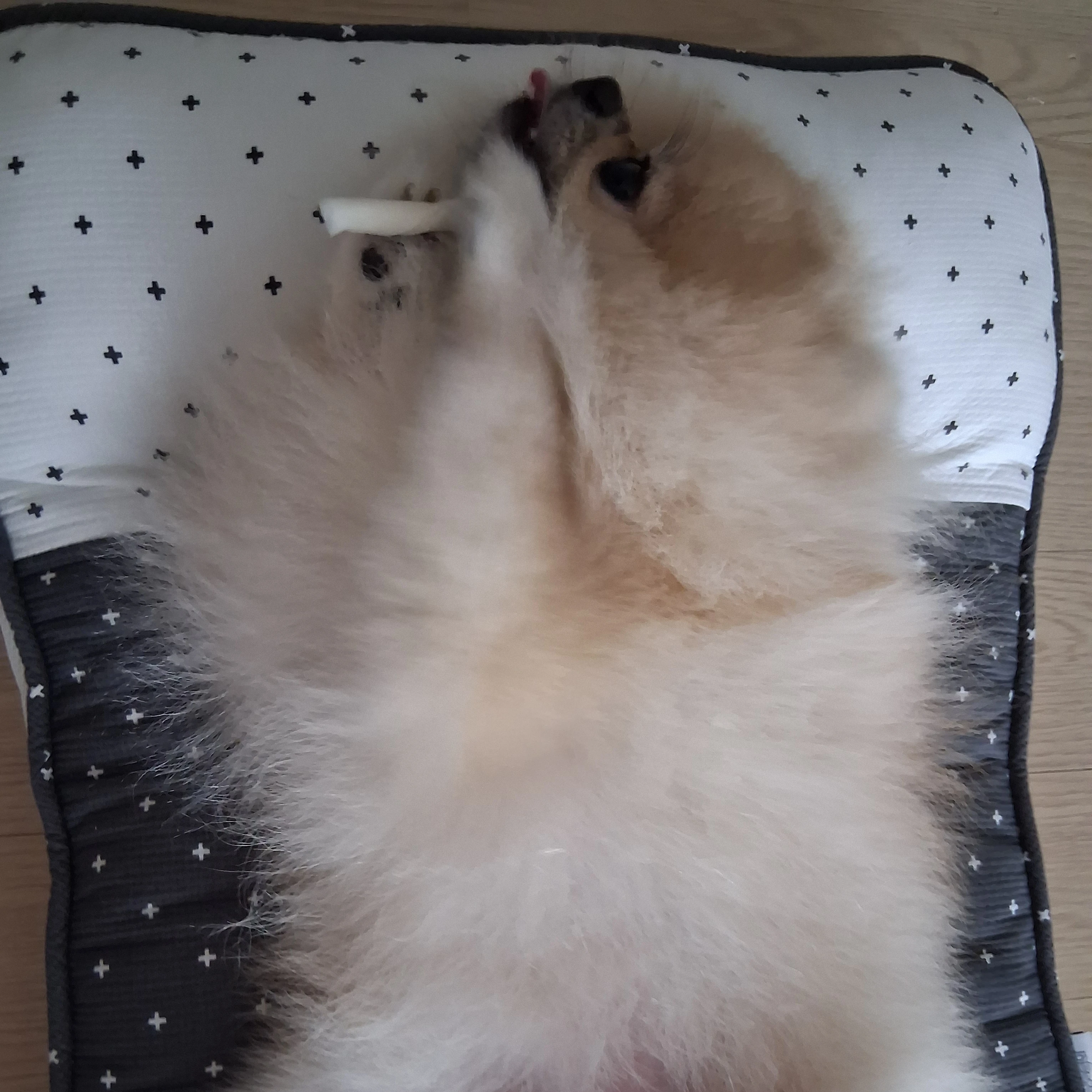 송크림