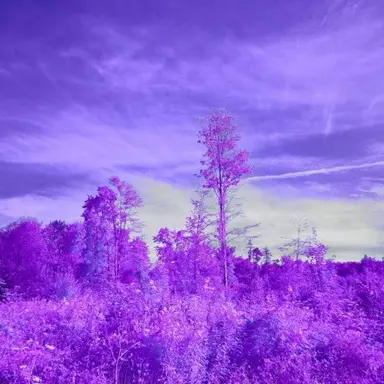 Profile image of 리온