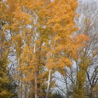 Profile image of 제미니