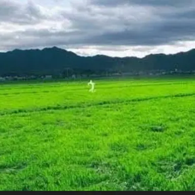 Profile image of くねくね