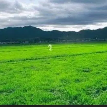 QuirkySnail8892의 くねくね