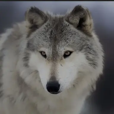 Profile image of 狼