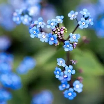 Profile image of 아츠나 네루
