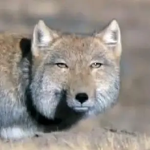 Profile image of 狐