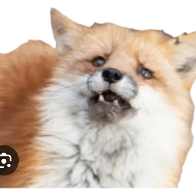 Profile image of 여우