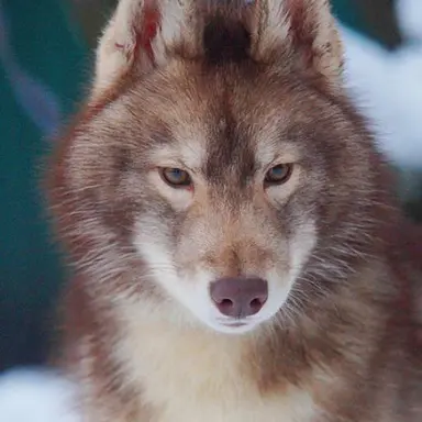 Profile image of 슈알