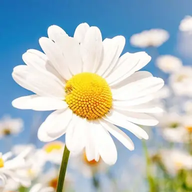 Profile image of 여우