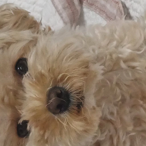 누리