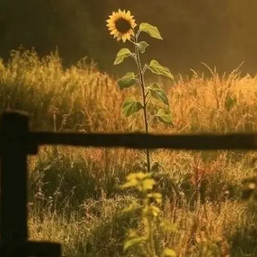 Profile image of 쪼만