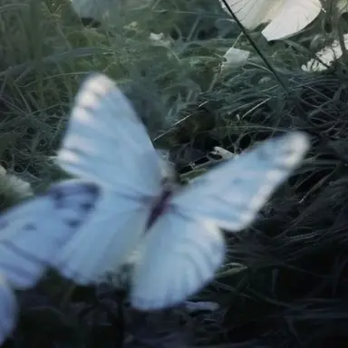 Profile image of 파이브