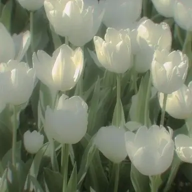 Profile image of 예엥