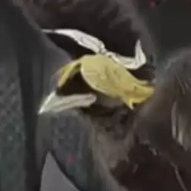 Profile image of Crow-Samurai Rin