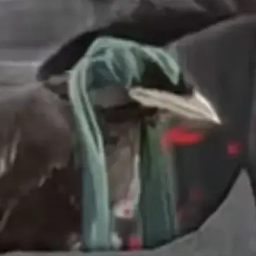 Profile image of Crow-Samurai Miku