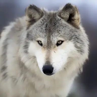 Profile image of 늑대
