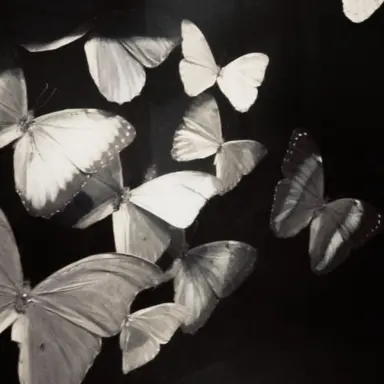 Profile image of 차한성