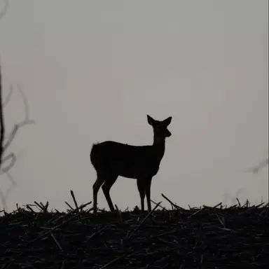 Profile image of リリー