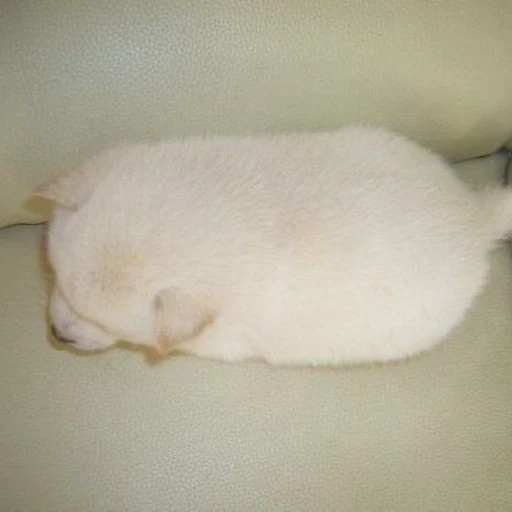 장하오