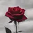 라더