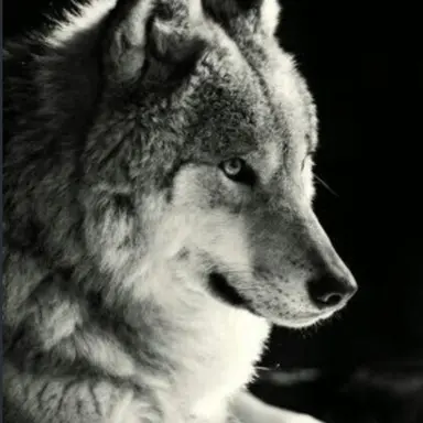 Profile image of 中也