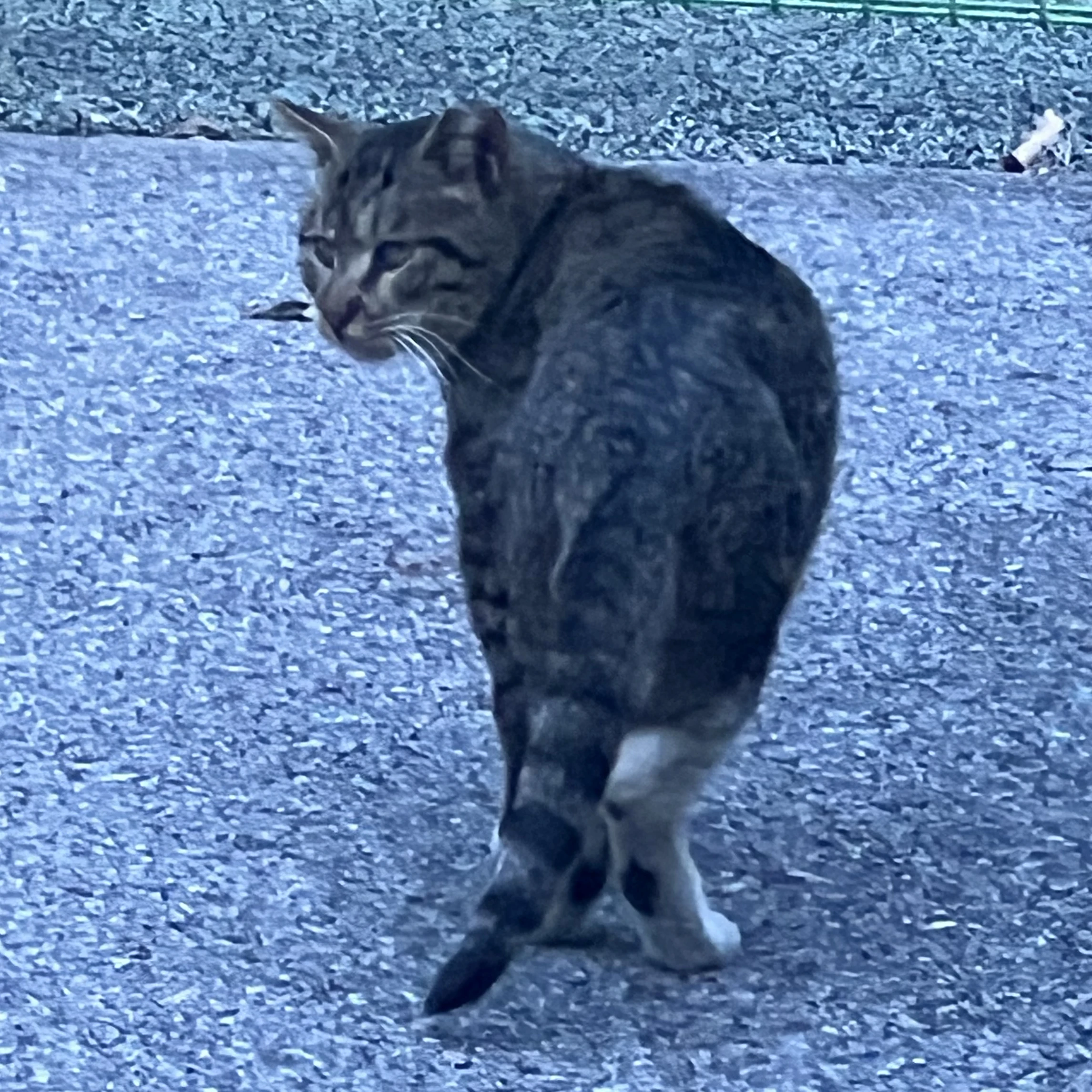 옹양이
