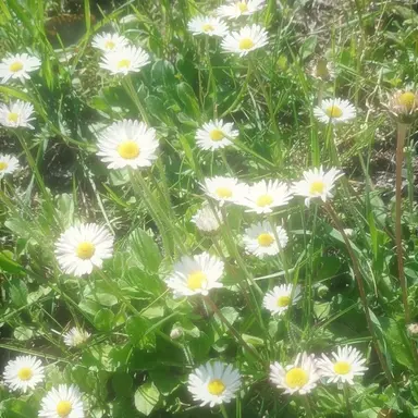 Profile image of Daisy