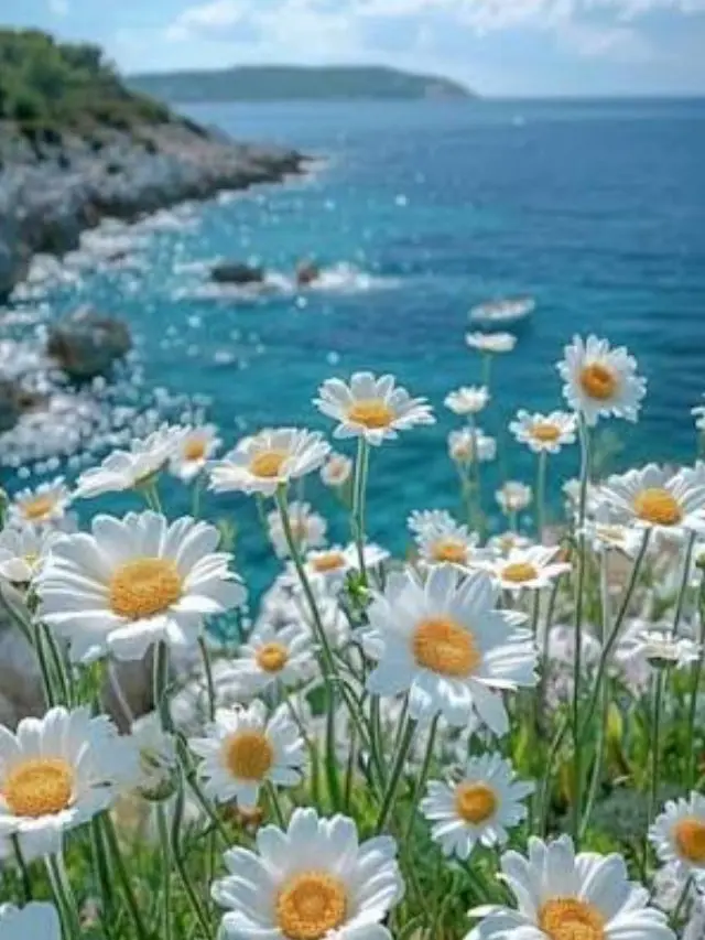 HSRD-Heptagram의 여름이였다.