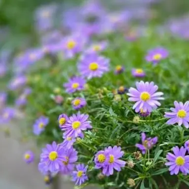 Profile image of 수현