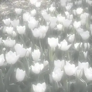 Profile image of 베이비 폭군