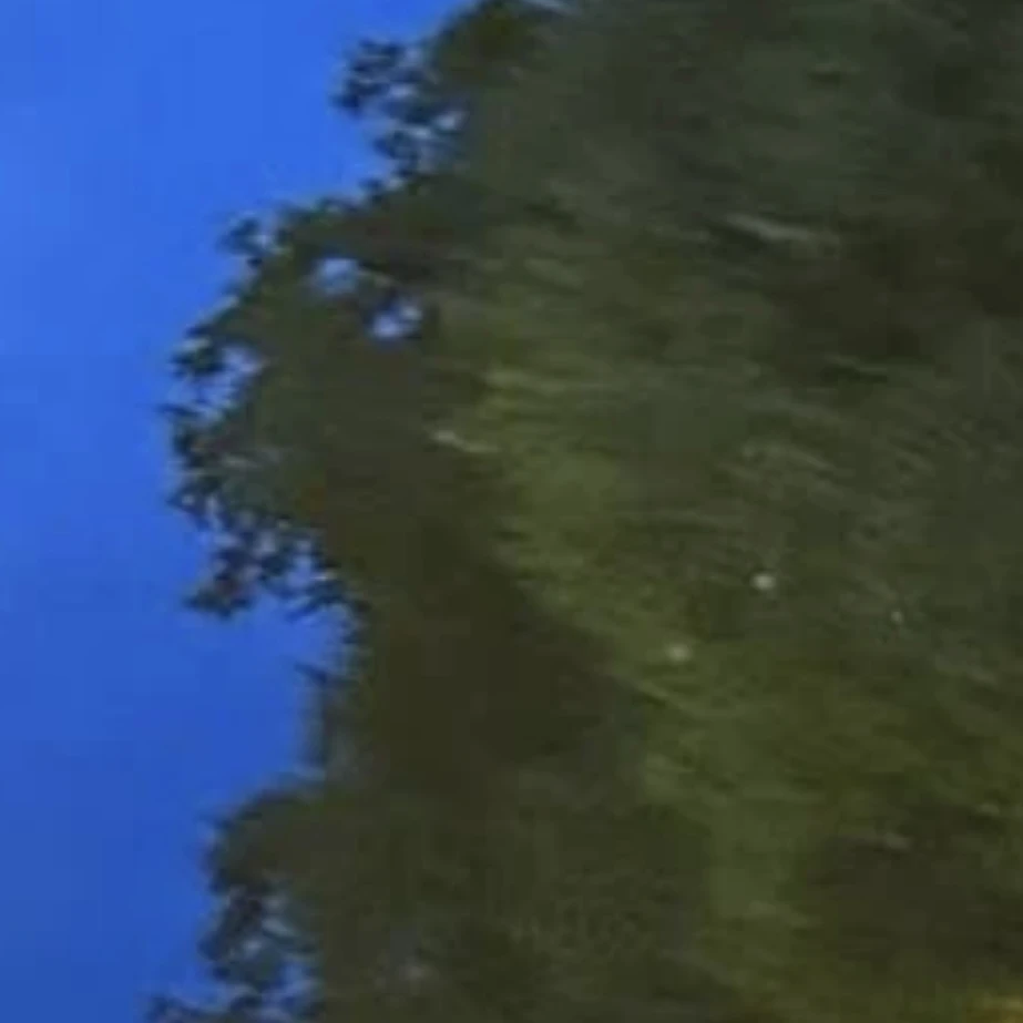 リノ