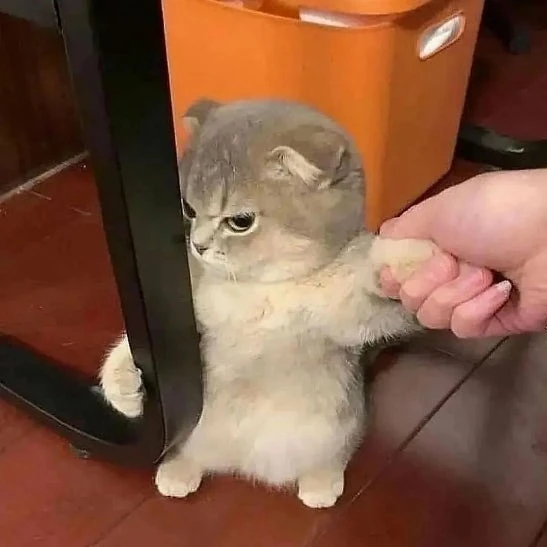 뽀삐