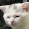 Profile image of ピリャン
