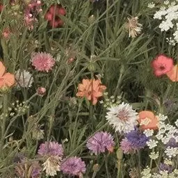 Profile image of リコ