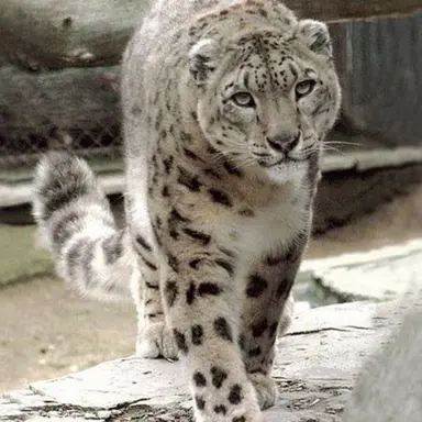 Profile image of 리엘