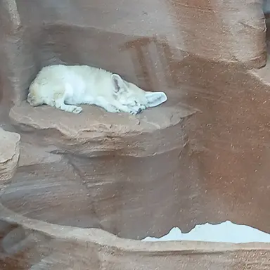 Profile image of 여우