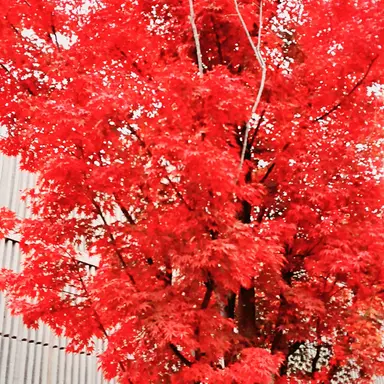 Profile image of 서라더