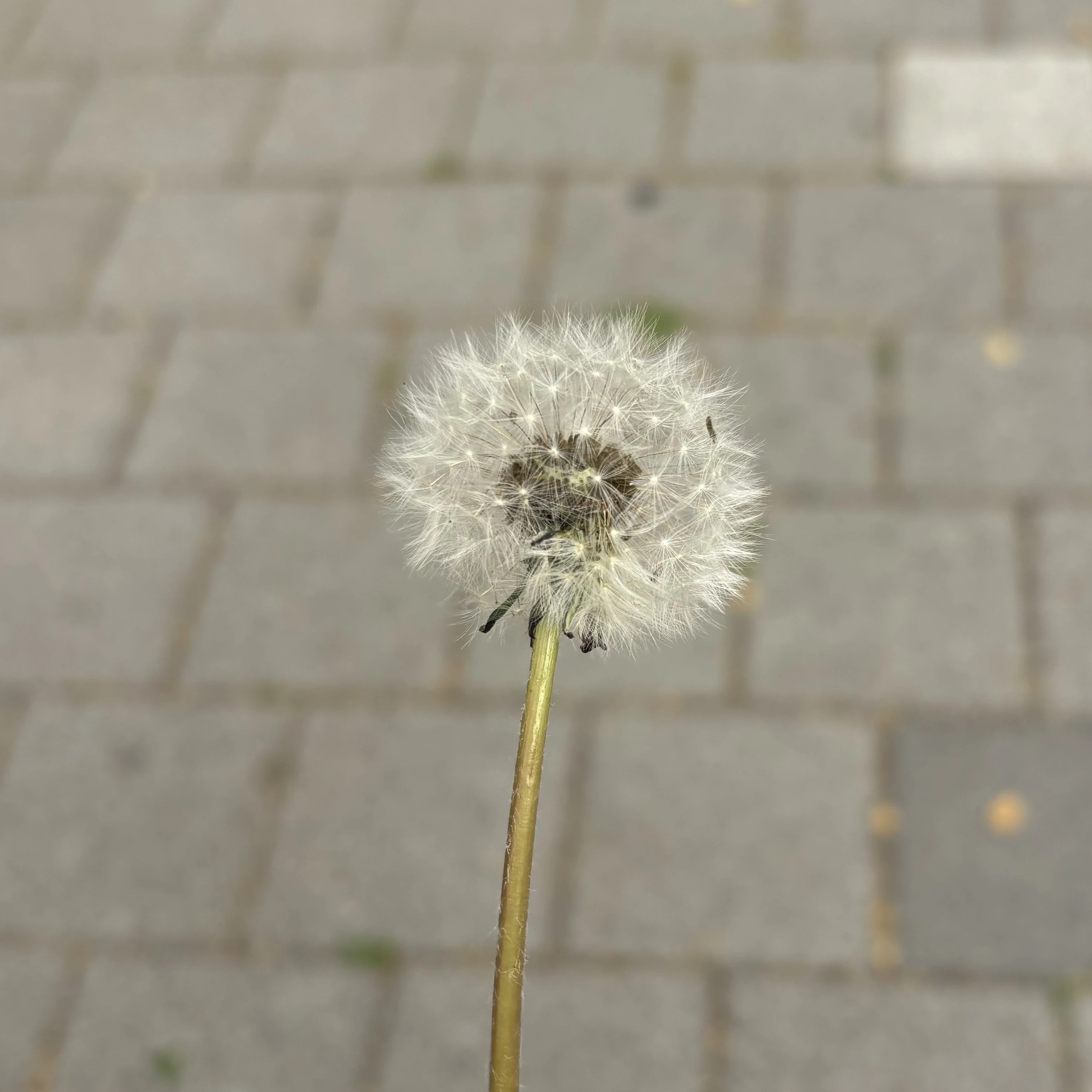 최범규