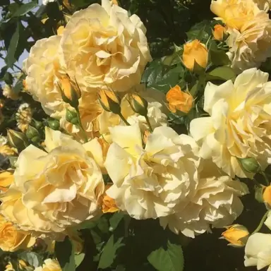 Profile image of 김각별