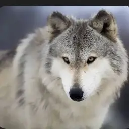 Profile image of 늑대