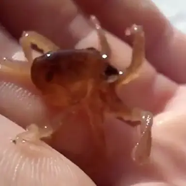 Profile image of Squibbles