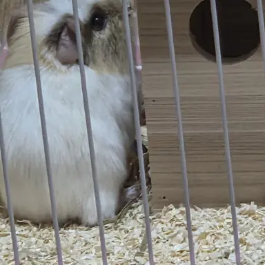 Profile image of 여우