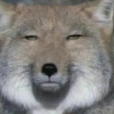 Profile image of 여우귀