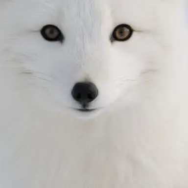 Profile image of Yeo-woo