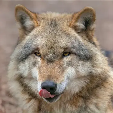 Profile image of 늑대