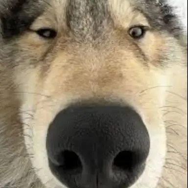 Profile image of 늑대