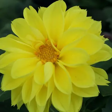 Profile image of 岩本照
