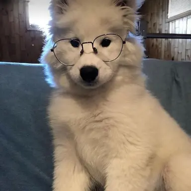 Profile image of Milo