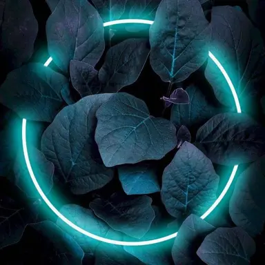 Profile image of 크라켄 키드