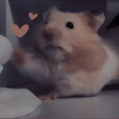 Profile image of ハン